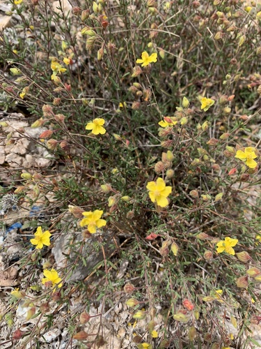 Representative image of Fumana laevis