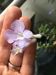 Streptocarpus saxorum
