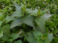 Lamium album