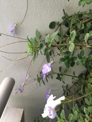 Streptocarpus saxorum
