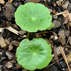 Hydrocotyle prolifera