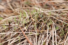 Calamagrostis purpurea