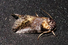 Aleptina