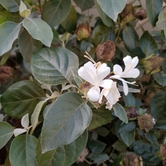 Barleria albostellata