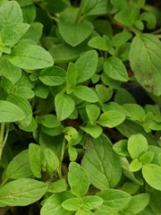 Origanum majorana
