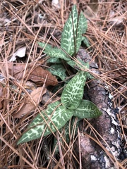 Goodyera schlechtendaliana