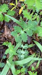 Hydrophyllum macrophyllum