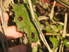 Tynacantha marginata