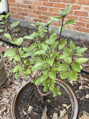 Ocimum kilimandscharicum