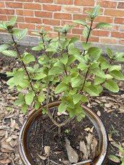 Ocimum kilimandscharicum