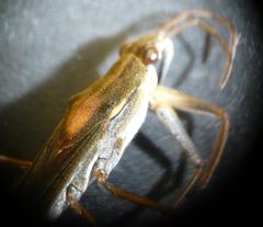Gerris thoracicus