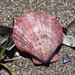Queen Scallop - Photo (c) GF, some rights reserved (CC BY-NC), uploaded by GF