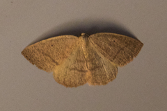 Drepanulatrix secundaria