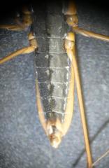 Gerris thoracicus