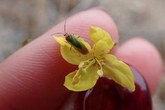Pseudopsallus puberus