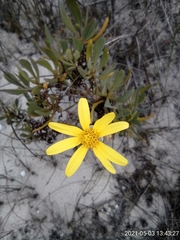 Osteospermum polygaloides