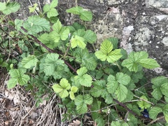 Rubus
