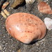Smooth Clam - Photo (c) GF, some rights reserved (CC BY-NC), uploaded by GF