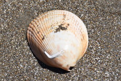 Laevicardium oblongum