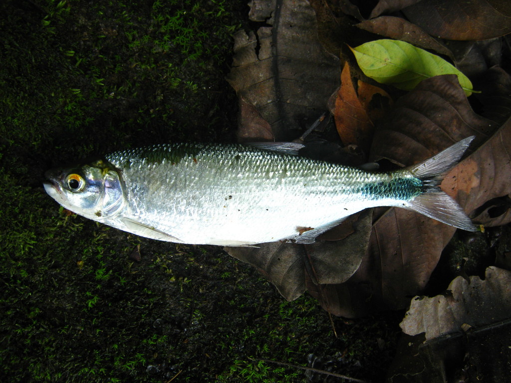 Redtail Brycon