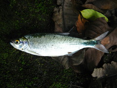Redtail Brycon photo 1