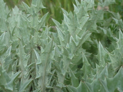 Agapanthia annularis