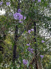 Solanum amygdalifolium