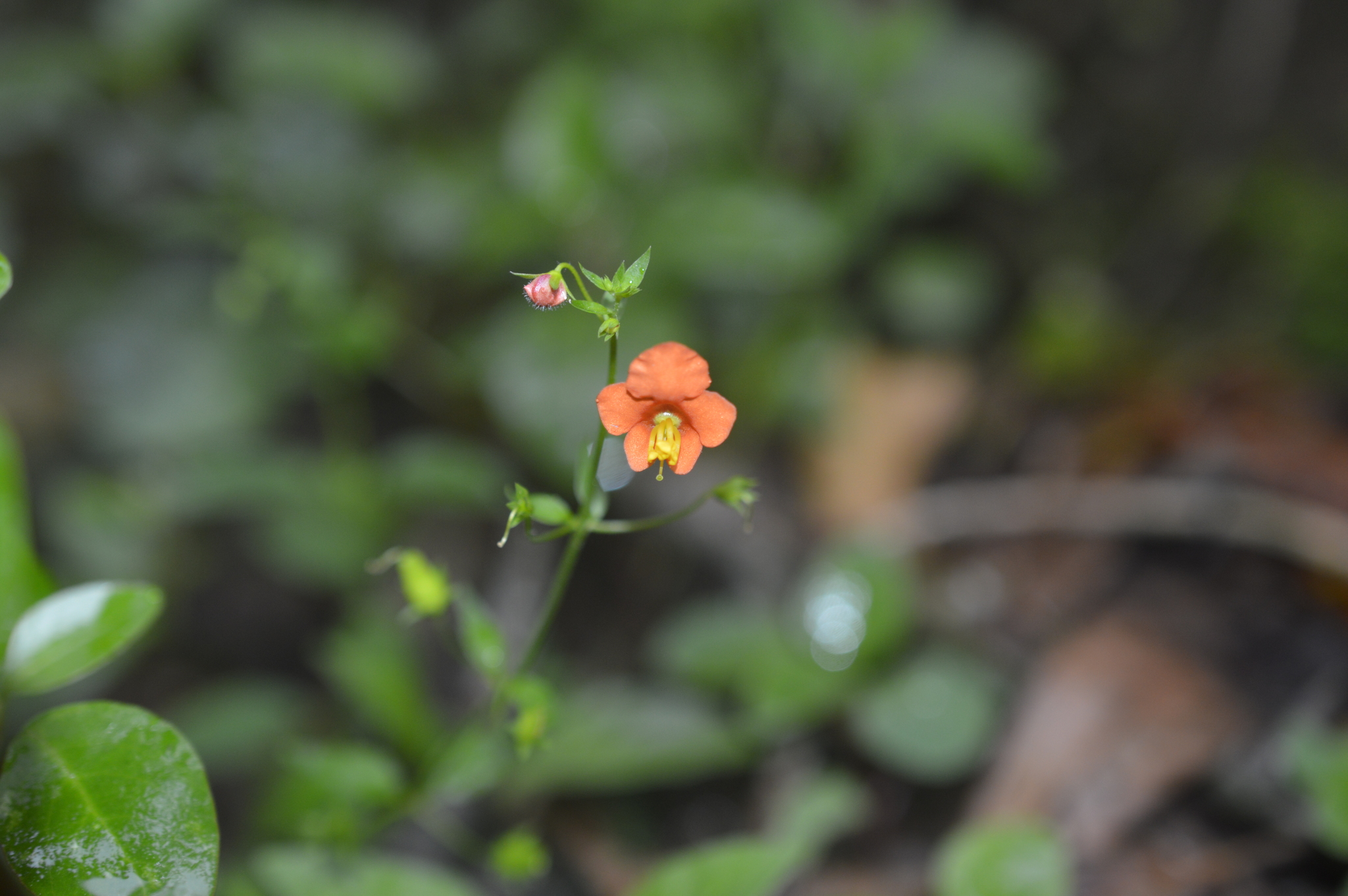 Alonsoa image