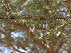 Vachellia tortilis raddiana