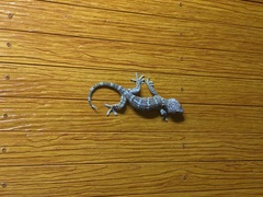 Gekko gecko