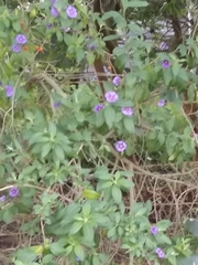 Lycianthes lycioides