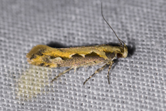 Ornativalva erubescens
