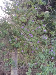 Lycianthes lycioides