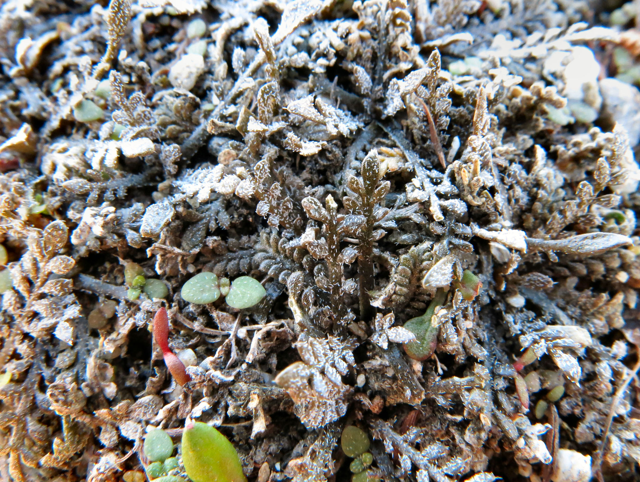 Image of Lepidium solandri by (c) John Barkla, some rights reserved (CC BY)