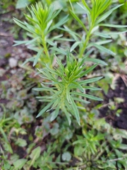 Linaria vulgaris