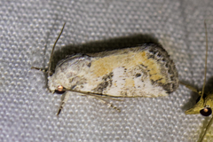 Aleptina aleptivoides