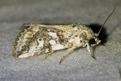 Aleptina aleptivoides