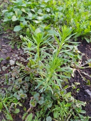 Linaria vulgaris
