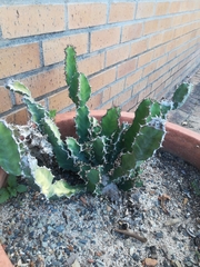 Euphorbia pseudocactus