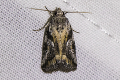 Aleptina aleptivoides