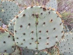 Opuntia engelmannii engelmannii