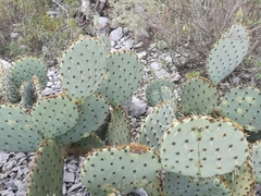 Opuntia engelmannii engelmannii
