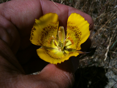 Calochortus luteus