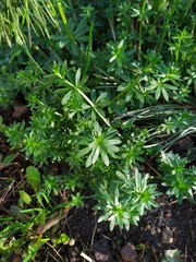 Galium mollugo