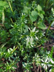 Galium mollugo