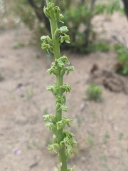 Platanthera cooperi