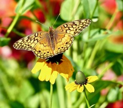 Euptoieta claudia