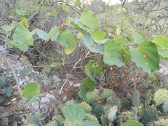 Bauhinia macranthera