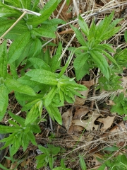 Veronicastrum virginicum