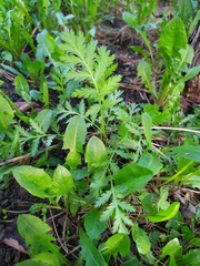 Tanacetum vulgare